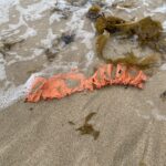 ２０２５年５月１８日　脇田海岸清掃活動の記録①