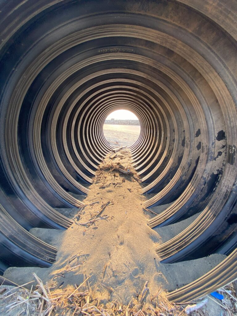 波津海岸に打ち上げられた巨大な海洋を内側から覗き込んだ様子